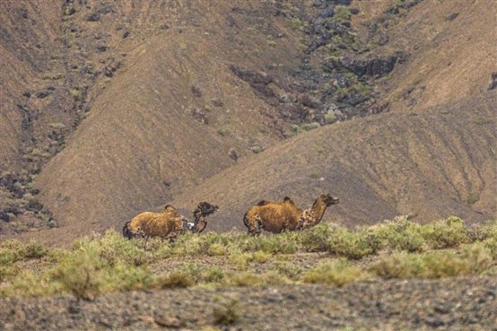 C:\Users\GW00181819\Desktop\2021-05 野生自驾：罗布泊科考照片\7P0A2242.jpg